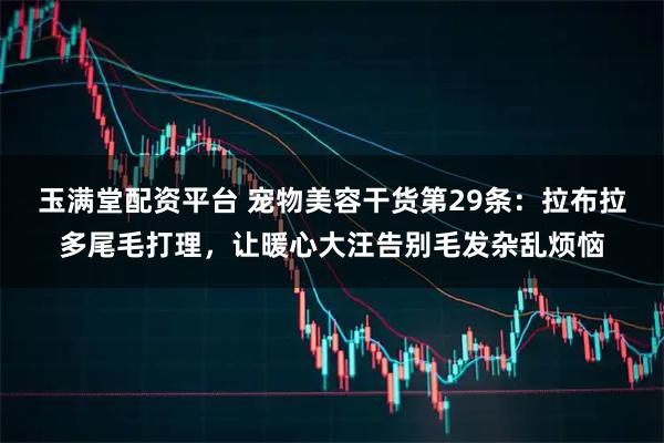玉满堂配资平台 宠物美容干货第29条：拉布拉多尾毛打理，让暖心大汪告别毛发杂乱烦恼